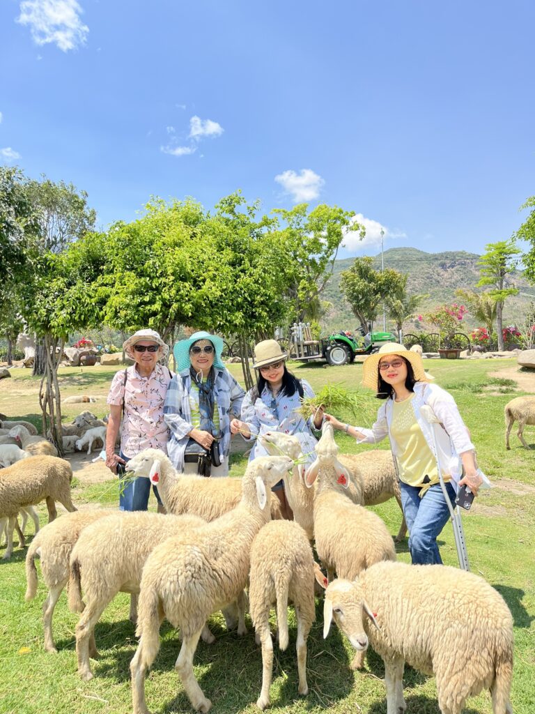 Chơi đùa cùng những chú cừu tinh nghịch 